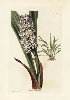 Amboyna Collection: Tupistra squalida