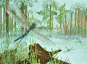 Dinosauria Collection: Tupus diluculum, Bolsover dragonfly