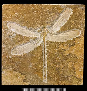 Anisoptera Gallery: Turanophlebia, fossil dragonfly