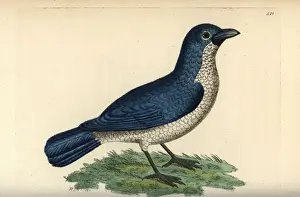 Shrike Prints: Turatis boubou, Laniarius turatii