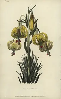 Richardmorris Prints: Turban or pomponian lily, Lilium pomponium