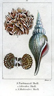 Bivalve Collection: Turbinated Shell, Bivalve Shell, Multivalve Shell