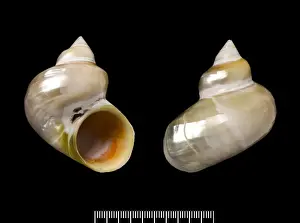 Turbo argyrostoma, turban shell