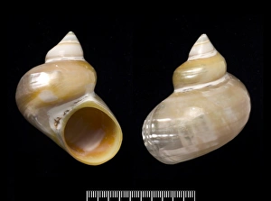 Turbo argyrostoma, turban shell Turbo argyrostoma, turban shell