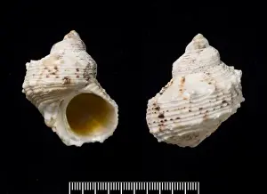 Turbo argyrostoma, turban shell