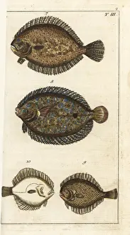 Maximus Prints: Turbot, peacock flounder, and kite