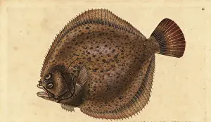 Maximus Prints: Turbot, Scophthalmus maximus