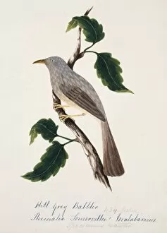 1829 1928 Collection: Turdoides striatus malabaricus, jungle babbler
