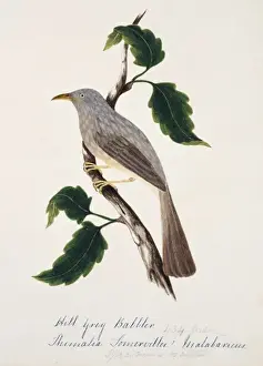 Babbler Prints: Turdoides striatus malabaricus, jungle babbler