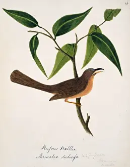 Forehead Prints: Turdoides subrufus, rufous babbler