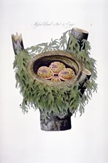 Nest Prints: Turdrus viscivorus, mistle thrush nest and eggs