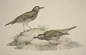 Throat Prints: Turdus iliacus, redwing