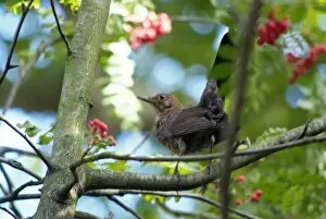 Passeriformes Collection: Turdus merula, common blackbird