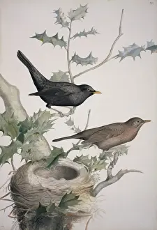 Turdus merula, Eurasian blackbird