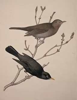 Turdus merula, Eurasian blackbird