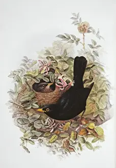 Turdus merula, Eurasian blackbird