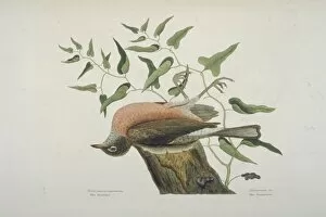 Mark Catesby Collection: Turdus migratorius, American robin