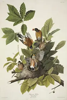 Turdus migratorius, American robin
