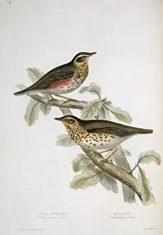 Brow Prints: Turdus philomelos, song thrush, Turdus iliacus, redwing