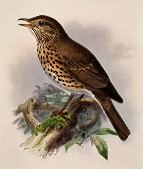 Song Gallery: Turdus philomelos, song thrush