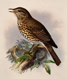 Dresser Gallery: Turdus philomelos, song thrush