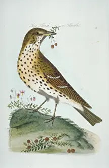 Turdus philomelos, song thrush