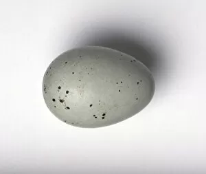 Turdus philomelos, song thrush egg