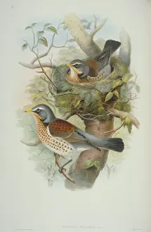 Nest Prints: Turdus pilaris, fieldfare