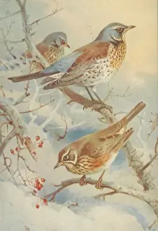 Archibald Prints: Turdus pilaris, fieldfare, Turdus iliacus, redwing