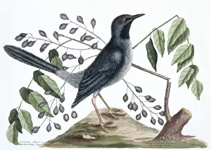 Mark Catesby Prints: Turdus plumbeus, red-legged thrush