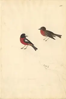 Turdus poliocephalus, island thrush