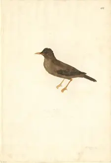 Forster Prints: Turdus poliocephalus, island thrush