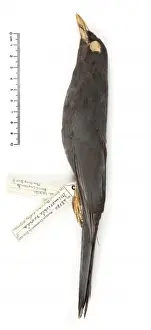 Passeriformes Prints: Turdus ravidus, Grand Cayman thrush