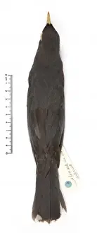 Turdus ravidus, Grand Cayman thrush