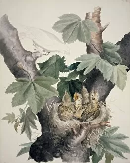 Acer Pseudoplatanus Gallery: Turdus sp. thrush chicks