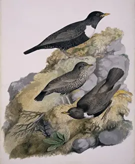 Turdus torquatus, ring ouzel