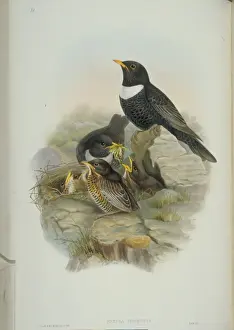 Fledgling Prints: Turdus torquatus, ring-ouzel