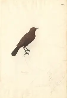 Landform Prints: Turdus ulietensis (Turdus badius), bay thrush. Also known as