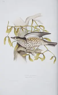 Turdus viscivorus, mistle thrush