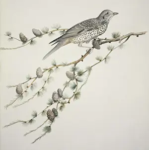 Turdus viscivorus, mistle thrush