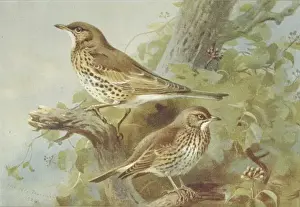 Turdus viscivorus, mistle thrush, Turdus philomelos, song th