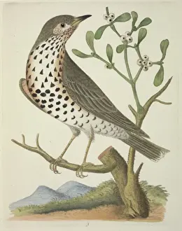 Turdus viscivorus, mistle thrush