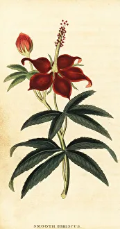 The Naturalists Pocket Magazine Prints: Turkcap, Malvaviscus arboreus