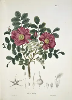 Turkestan Prints: Turkestan rose, rosa rugosa