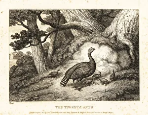Gay And Phaedrus Prints: A turkey hen leads its chicks into the woods to eat ants