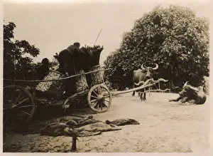 Oxen Prints: Turkey, Istanbul - Farm Cart with Oxen