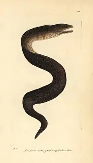 Moray Prints: Turkey moray eel, Gymnothorax meleagris