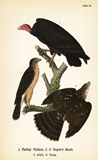 Hawk Prints: Turkey vulture and Coopers hawk