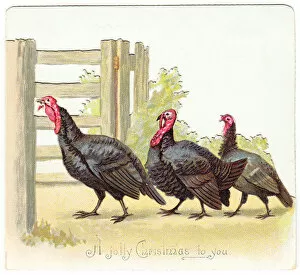 Three turkeys on a Christmas card