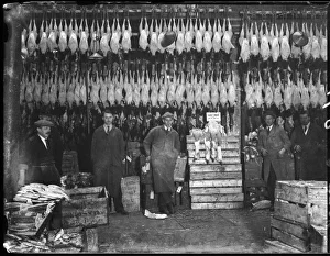 <b class=qtipBold><figcaption>TURKEYS IN POULTERERS</figcaption></b><br>A fine display of turkeys hang in a butcher's shop at Smithfield ready for Christmas. Some of their turkeys have won first prize.<br><em>© Mary Evans Picture Library</em> TURKEYS IN POULTERERS